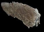 Cretaceous Swordfish (Protosphyraena) Pectoral Fin - Kansas #64125-4